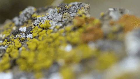 'Frick, I Love Nature' Is The Hilarious Canadian Nature Show You Need To Watch